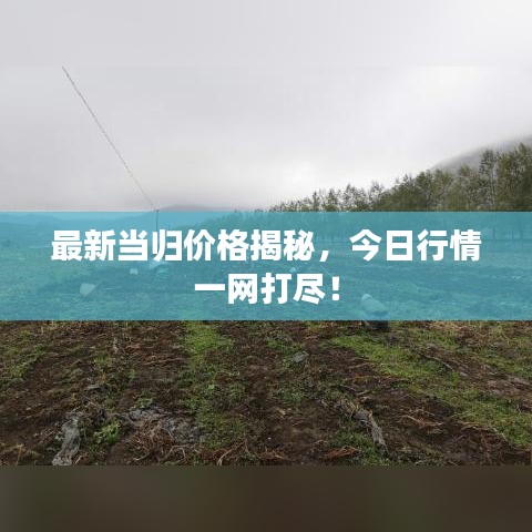 最新当归价格揭秘，今日行情一网打尽！