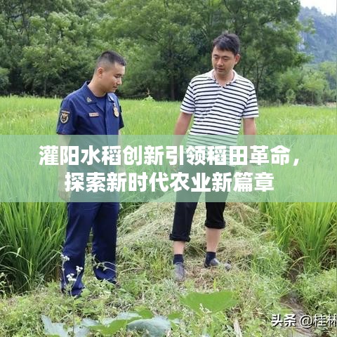 灌阳水稻创新引领稻田革命，探索新时代农业新篇章