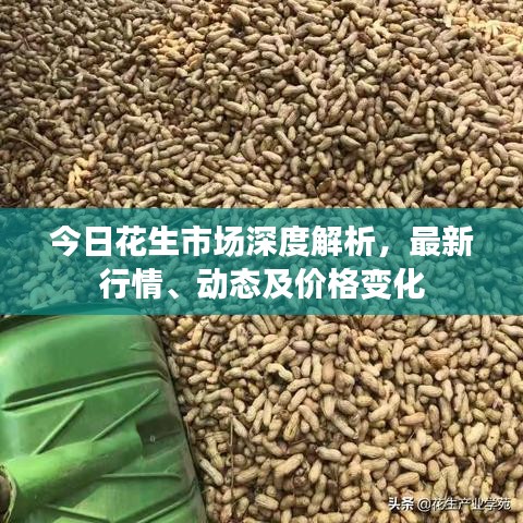 今日花生市场深度解析，最新行情、动态及价格变化