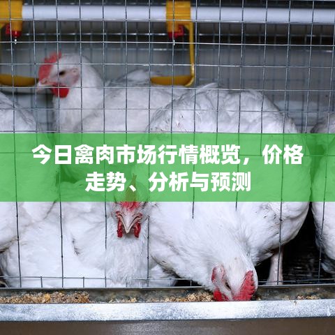 今日禽肉市场行情概览，价格走势、分析与预测