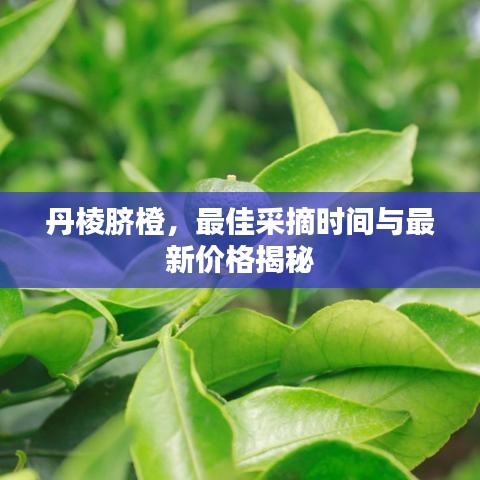 丹棱脐橙，最佳采摘时间与最新价格揭秘