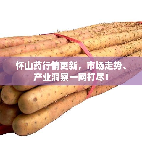 怀山药行情更新，市场走势、产业洞察一网打尽！