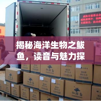 揭秘海洋生物之鲅鱼，读音与魅力探索