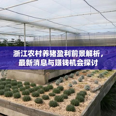浙江农村养猪盈利前景解析，最新消息与赚钱机会探讨