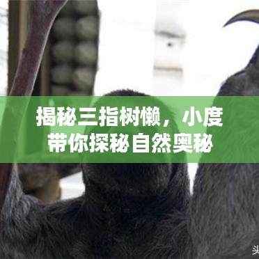 揭秘三指树懒，小度带你探秘自然奥秘