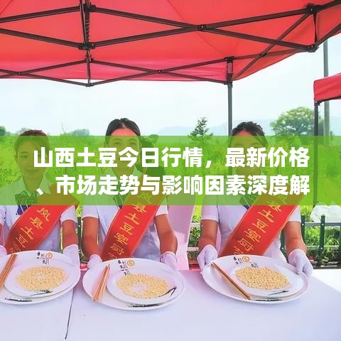 山西土豆今日行情，最新价格、市场走势与影响因素深度解析