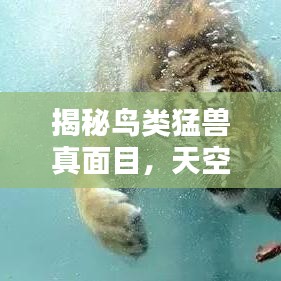 揭秘鸟类猛兽真面目，天空中最凶残的十大鸟类排名！