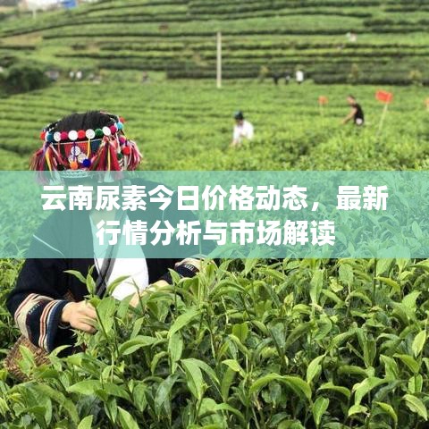 云南尿素今日价格动态，最新行情分析与市场解读