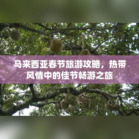 马来西亚春节旅游攻略，热带风情中的佳节畅游之旅