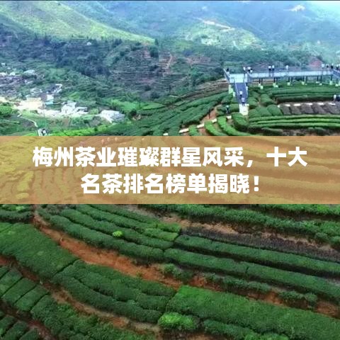 梅州茶业璀璨群星风采，十大名茶排名榜单揭晓！
