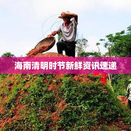 海南清明时节新鲜资讯速递