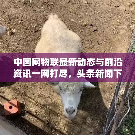 中国网物联最新动态与前沿资讯一网打尽，头条新闻下载全攻略