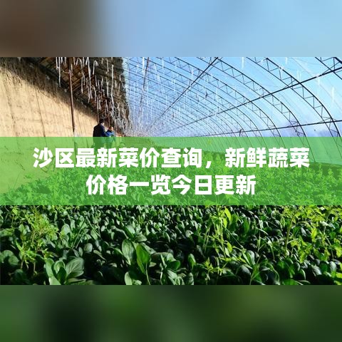 沙区最新菜价查询，新鲜蔬菜价格一览今日更新