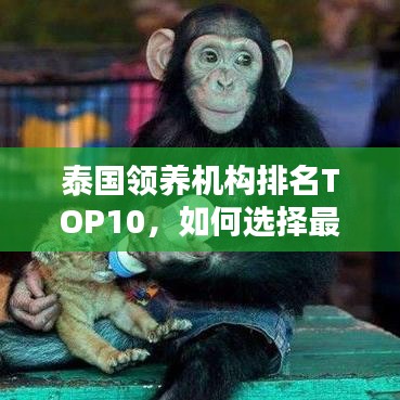 泰国领养机构排名TOP10，如何选择最佳领养机构？全面解析！