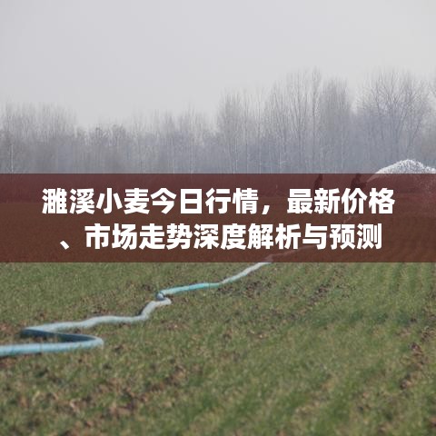 濉溪小麦今日行情，最新价格、市场走势深度解析与预测