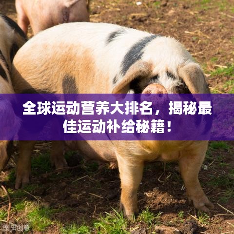 全球运动营养大排名，揭秘最佳运动补给秘籍！