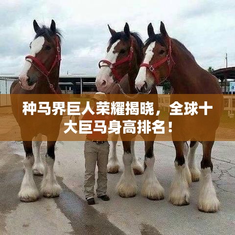 种马界巨人荣耀揭晓，全球十大巨马身高排名！