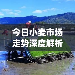 今日小麦市场走势深度解析与预测