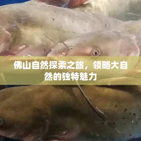 佛山自然探索之旅，领略大自然的独特魅力