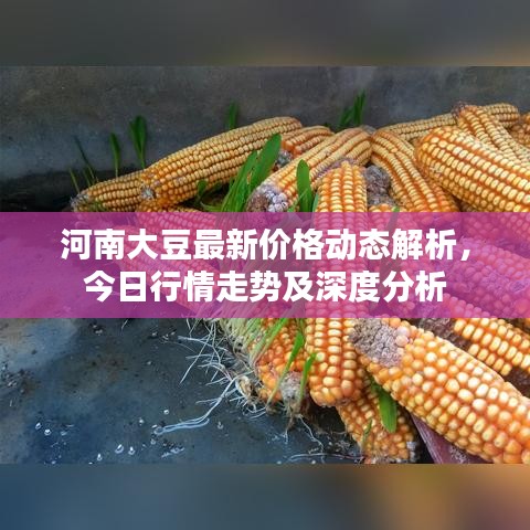 河南大豆最新价格动态解析，今日行情走势及深度分析