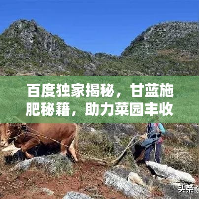 百度独家揭秘，甘蓝施肥秘籍，助力菜园丰收！