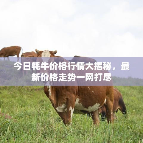 今日牦牛价格行情大揭秘，最新价格走势一网打尽