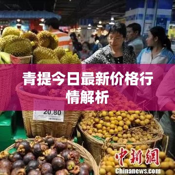 青提今日最新价格行情解析