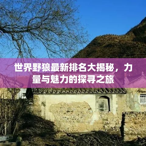 世界野狼最新排名大揭秘，力量与魅力的探寻之旅