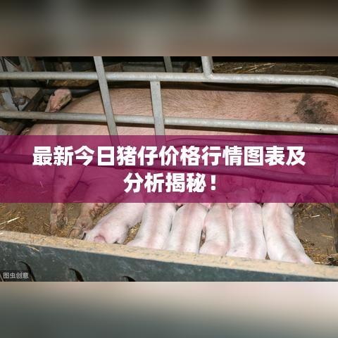 最新今日猪仔价格行情图表及分析揭秘！