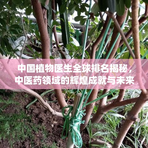 中国植物医生全球排名揭秘，中医药领域的辉煌成就与未来展望