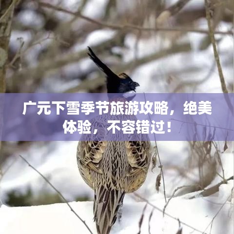 广元下雪季节旅游攻略，绝美体验，不容错过！