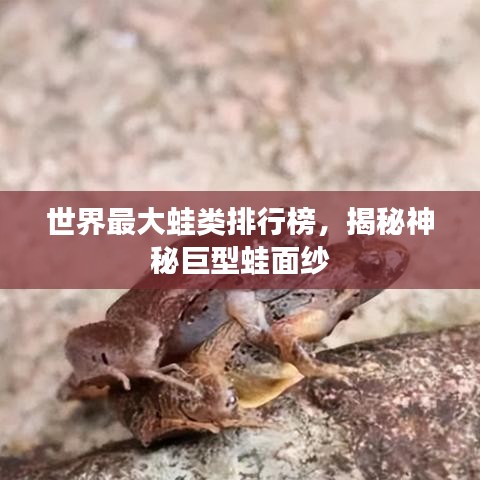 世界最大蛙类排行榜，揭秘神秘巨型蛙面纱