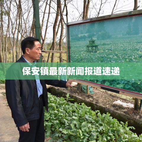 保安镇最新新闻报道速递