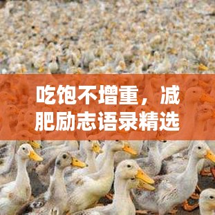 吃饱不增重，减肥励志语录精选