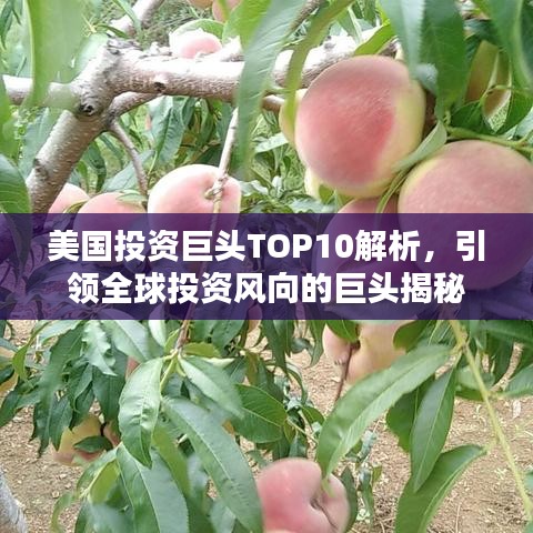 美国投资巨头TOP10解析，引领全球投资风向的巨头揭秘