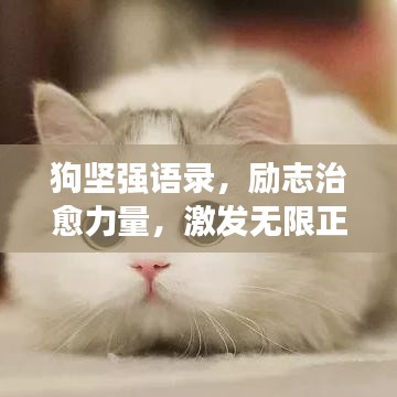狗坚强语录，励志治愈力量，激发无限正能量！
