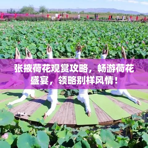 张掖荷花观赏攻略，畅游荷花盛宴，领略别样风情！