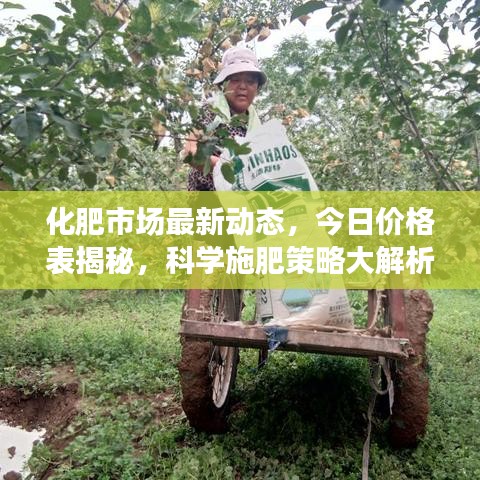 化肥市场最新动态，今日价格表揭秘，科学施肥策略大解析