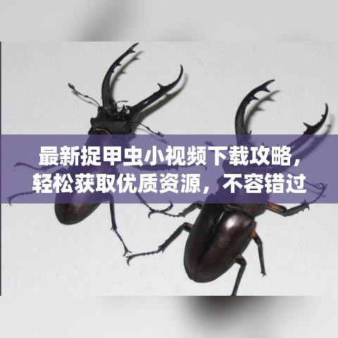 最新捉甲虫小视频下载攻略，轻松获取优质资源，不容错过！