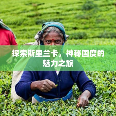 探索斯里兰卡，神秘国度的魅力之旅