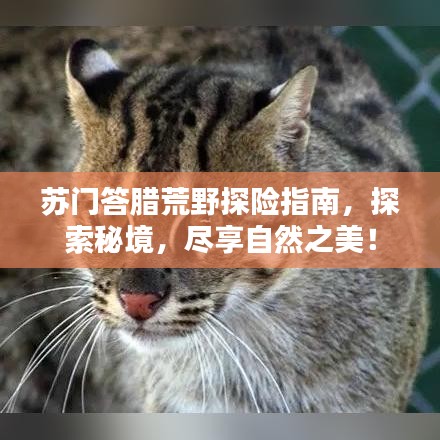 苏门答腊荒野探险指南，探索秘境，尽享自然之美！