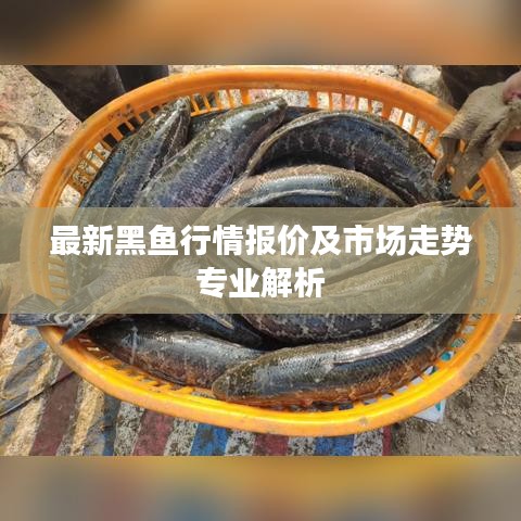 最新黑鱼行情报价及市场走势专业解析