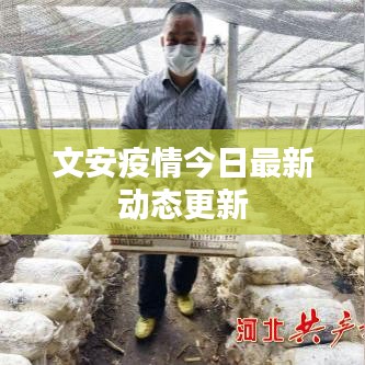 文安疫情今日最新动态更新