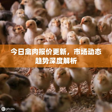 今日禽肉报价更新，市场动态趋势深度解析