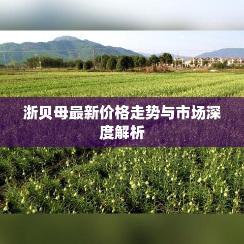浙贝母最新价格走势与市场深度解析