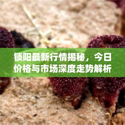 锁阳最新行情揭秘，今日价格与市场深度走势解析