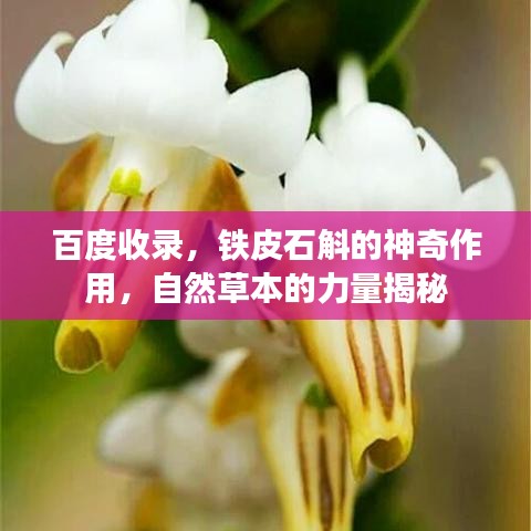 百度收录，铁皮石斛的神奇作用，自然草本的力量揭秘