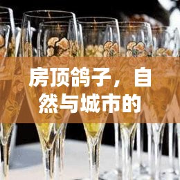 房顶鸽子，自然与城市的和谐乐章