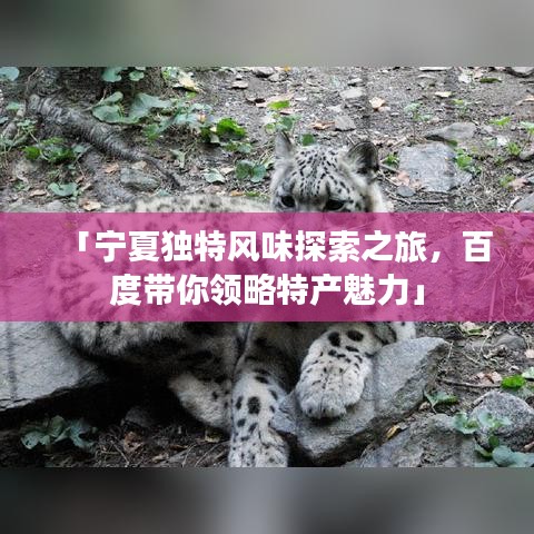「宁夏独特风味探索之旅，百度带你领略特产魅力」