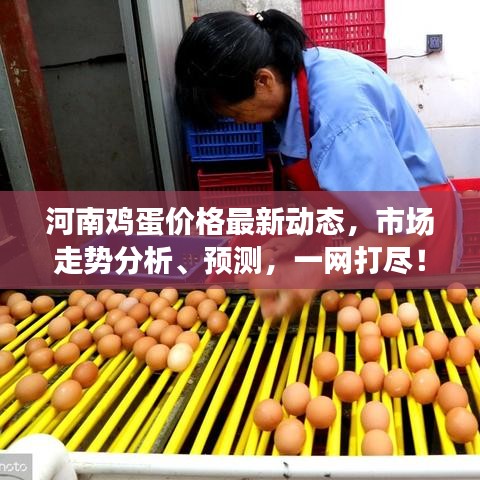 河南鸡蛋价格最新动态，市场走势分析、预测，一网打尽！
